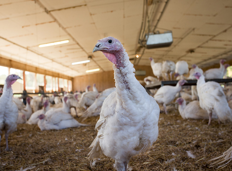 Salmonella has evolved to become adept at fecal-respiratory transmission in turkeys