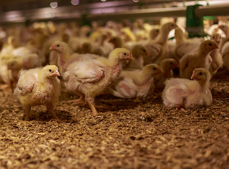 Broiler chicks can be provided between 1 to 4 hours of darkness a day without negative consequences, according to a recent study.