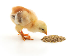 A new study led by poultry scientists at the University of Hohenheim suggests it is possible to reduce crude protein in broiler diets while still encouraging bird growth.