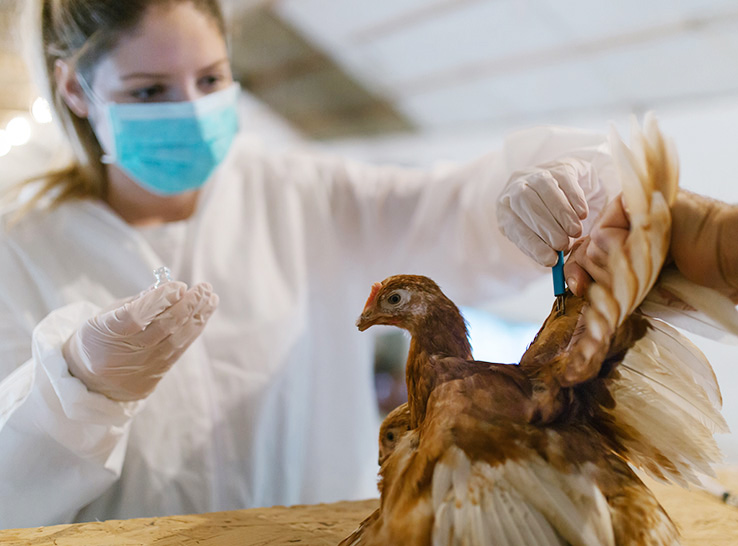 Three poultry scientists from Penn State University — Kayla Niel, DVM, Megan Lighty, DVM, PhD, and Jonathan Elissa, DVM — answer questions about HPAI vaccination and whether it should be considered for US flocks.