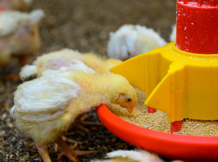 Every-day feeding programs have benefits for broiler-breeder pullets as they approach sexual maturity, according to University of Georgia Research.