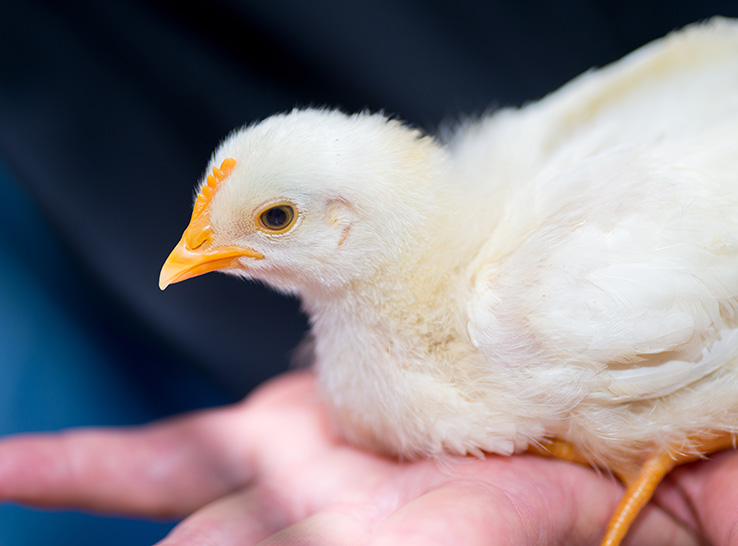 The National Chicken Council has developed the NCC Broiler Welfare Guidelines and Audit Checklist for consumers who want to be sure that all animals being raised for food are treated with respect and are properly cared for during their lives.