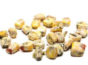 Poultry scientists are taking a close look at moldy corn in an effort to better protect animal and human health.