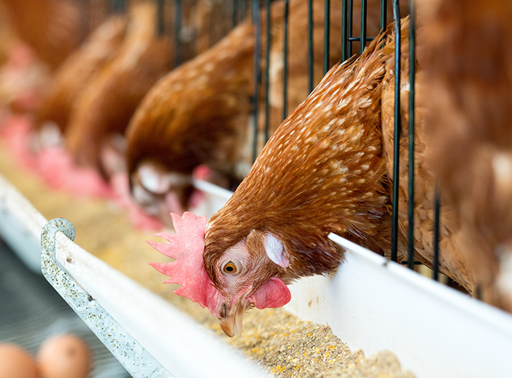 Zinpro Corporation, a manufacturer of high-performance organic trace minerals, has introduced the Zinpro Global Poultry Mineral Guide to help poultry operations be more precise, productive and profitable while addressing different production challenges.
