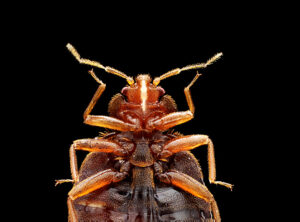 Bed bugs in poultry