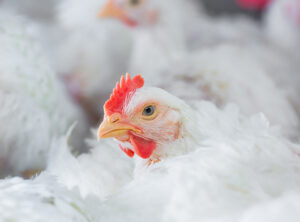 Infectious bronchitis in poultry