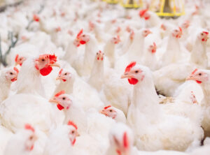 enteric diseases of poultry