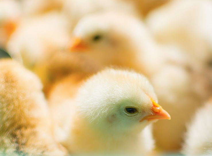 Boehringer Ingelheim poultry coccidiosis vaccine returns to market with new name