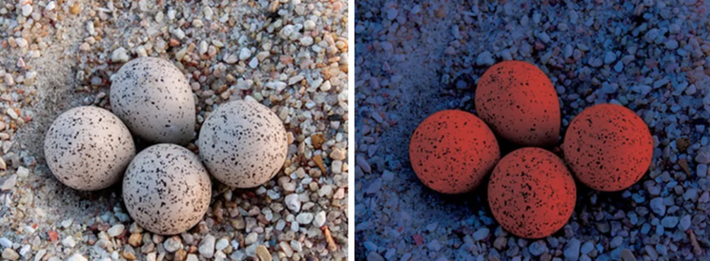 Poultry Color Rejection Light color impacts poultry behavior and production - Modern Poultry