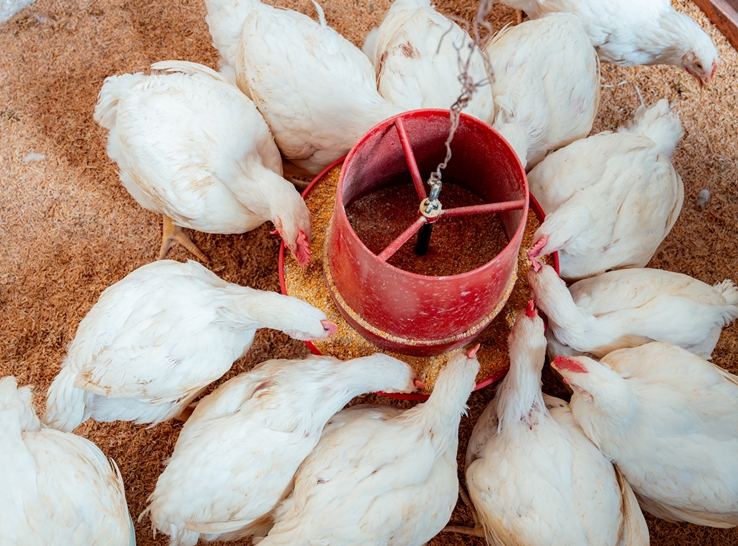 Examining feeding restrictions through a welfare lens