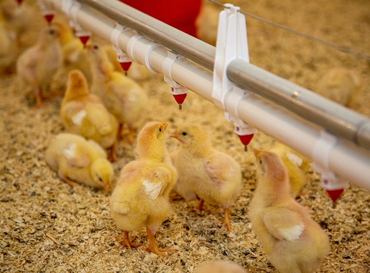 Huvepharma vaccine expands coccidiosis toolkit for broiler-breeders and commercial layer producers