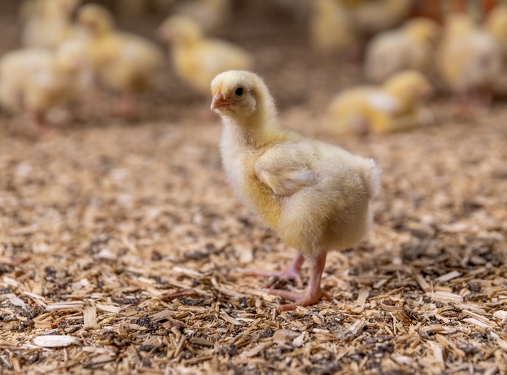 Bored birds? Researchers are exploring boredom as a potential welfare concern in poultry