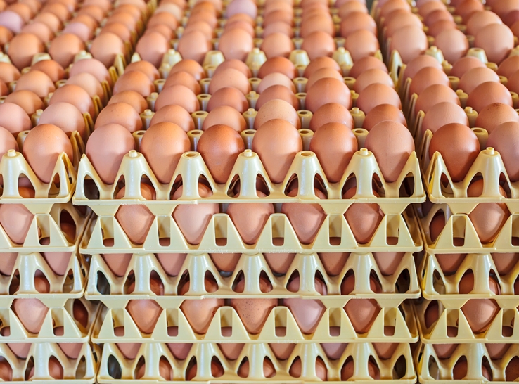 US-RSPE Framework provides common approach to poultry, egg sustainability
