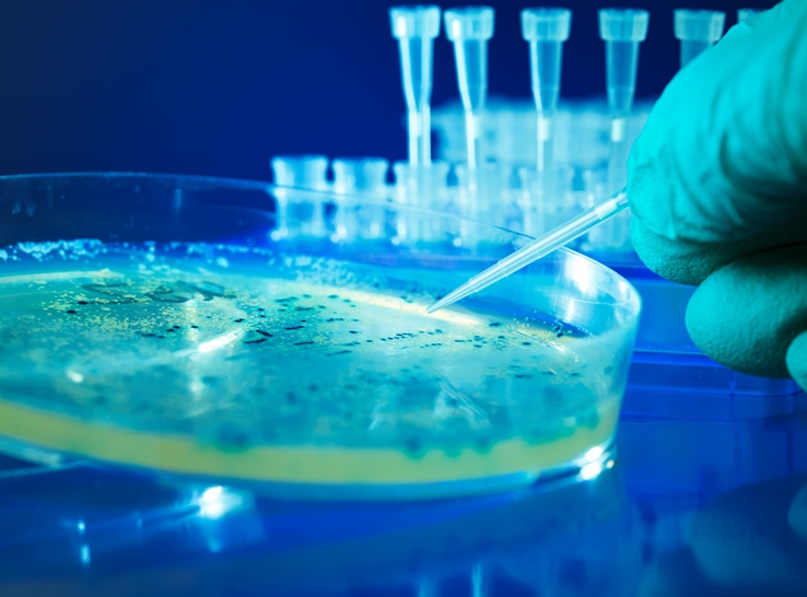 Diverse secondary infections complicate Mississippi’s avian metapneumovirus picture