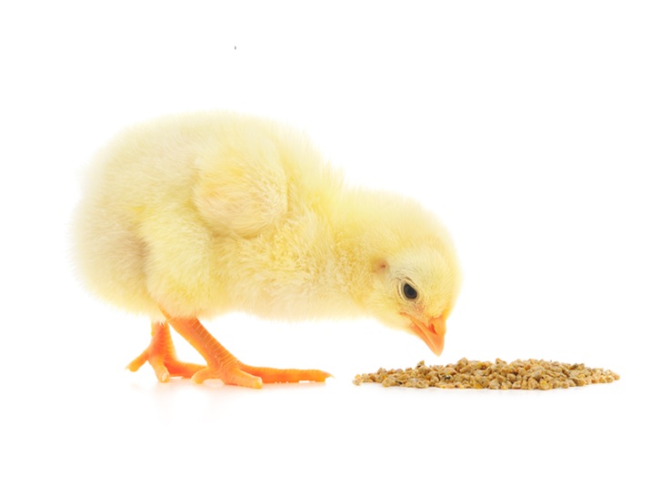 Starter phase length can affect breeder fertility, hatchability