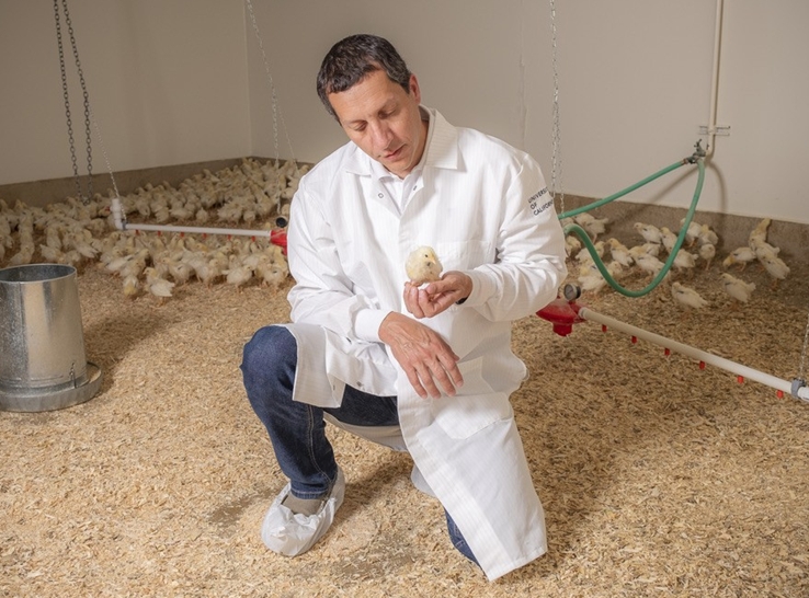 Research sheds light on how chicks develop immunity after DOA vaccination