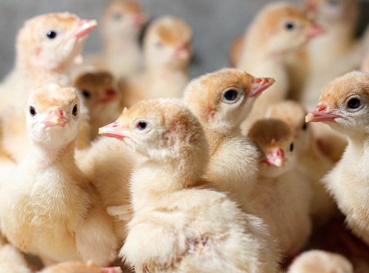 Could green feed cues give poults a stronger start?