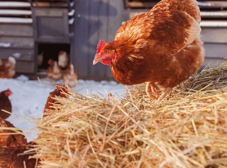 Edible enrichments for commercial poultry