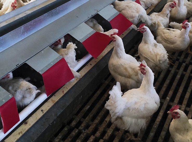 Innovative nesting system significantly reduces floor eggs, maximizing income