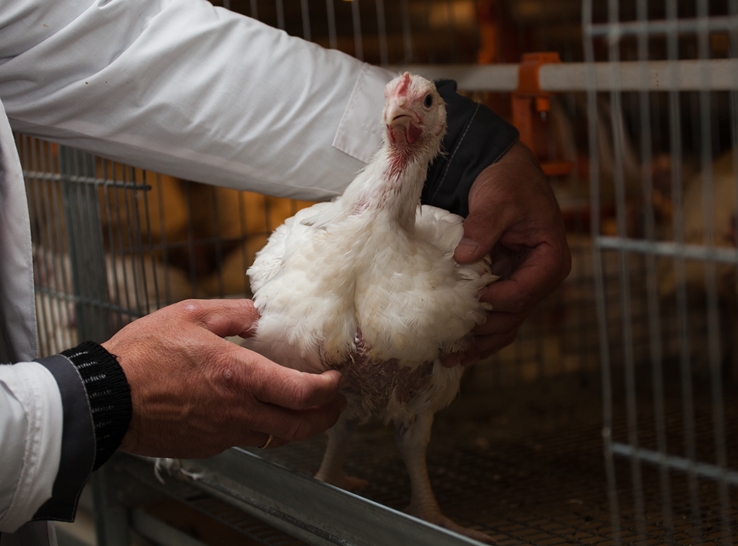 There is no winner when poultry welfare concerns arise