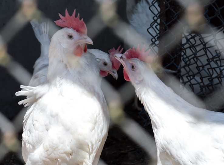Group size affects broiler breeder reproductive performance