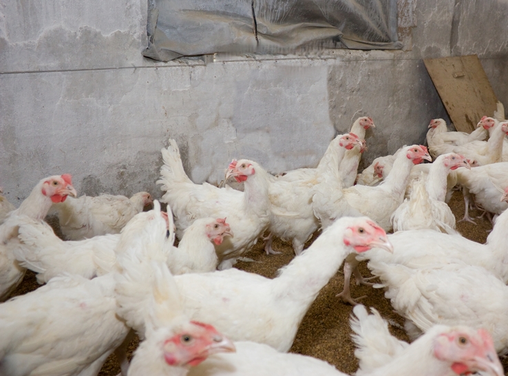 Why do broilers hug the walls? Understanding how broilers use space