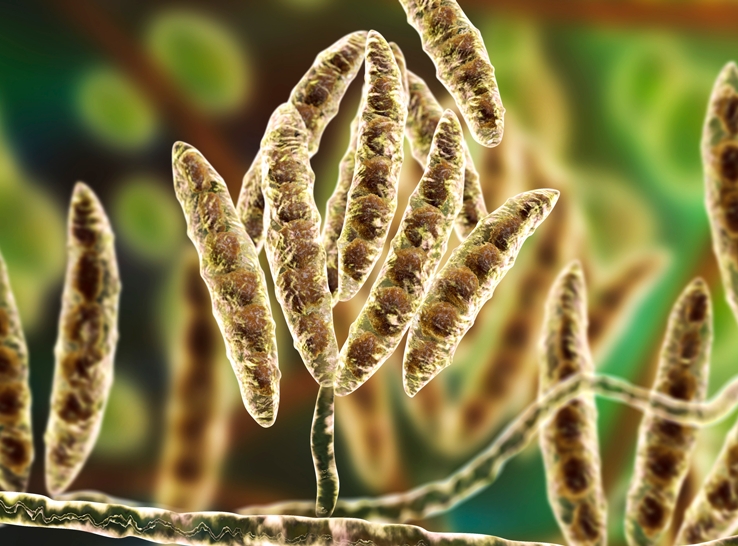 Well-known, emerging mycotoxins are similar to antinutritional factors in poultry