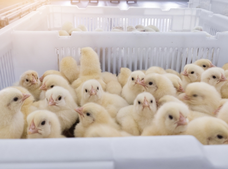 Age plays significant role in cecal microbiome development in broilers