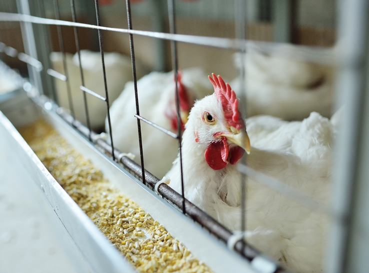 Liquid and microencapsulated bioherbal additives enhance growth, gut health in broilers