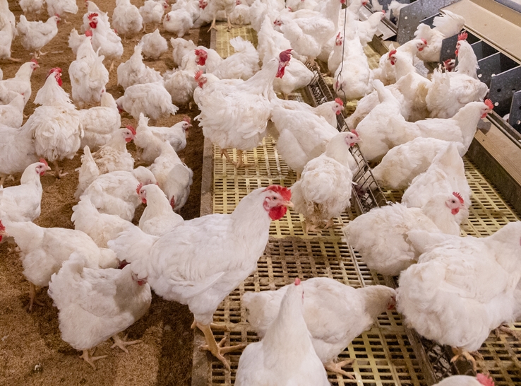More-active broilers may have improved FCR, decreased mortality