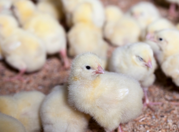 What do broiler chicks normally do in their first week of life?
