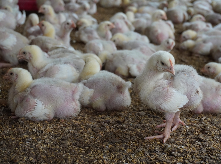 Visible-light-responsive photocatalytic reactor helps mitigate ammonia, control odor in broiler housing