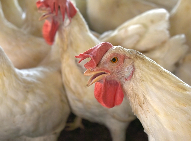 Flock social dynamics play an underrated yet influential role in broiler breeder reproductive performance